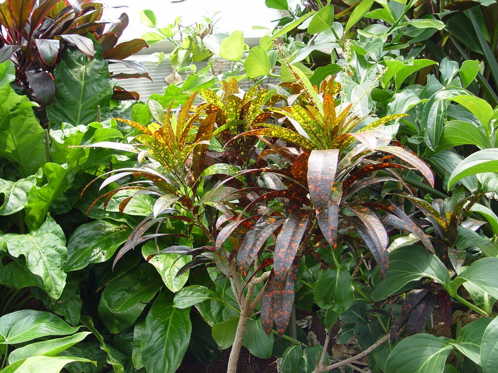 Brisbane Botanic Gardens, Queensland