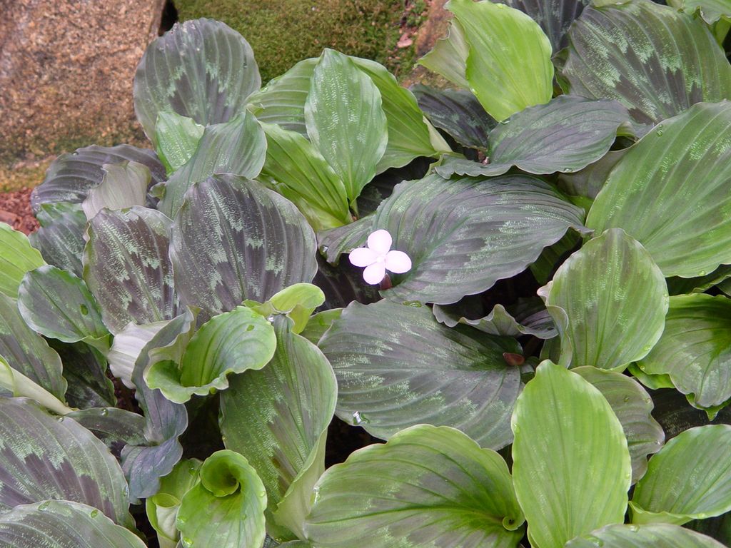 Brisbane Botanic Gardens, Queensland