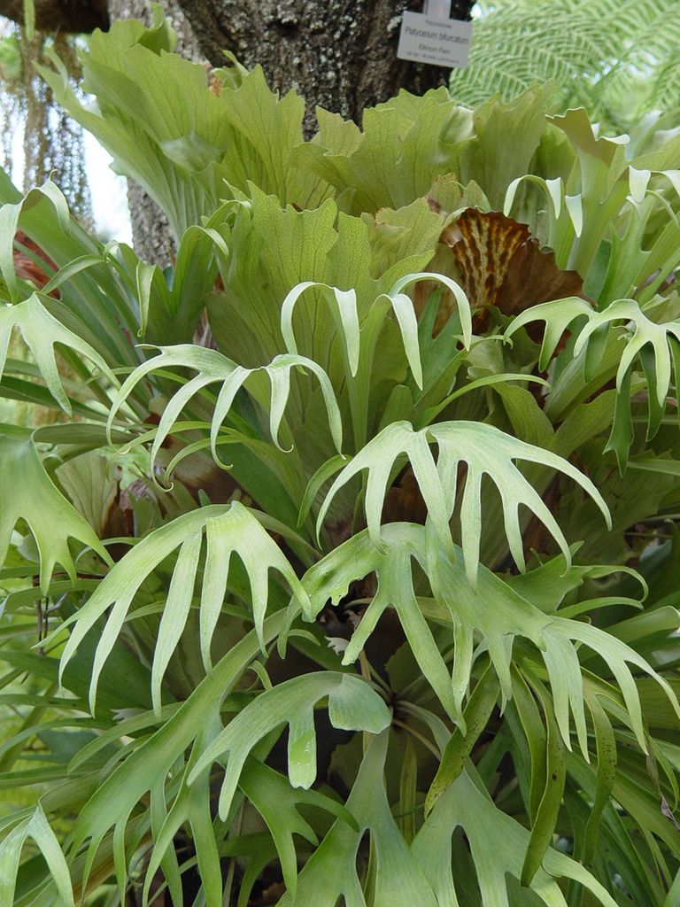 Brisbane Botanic Gardens, Queensland