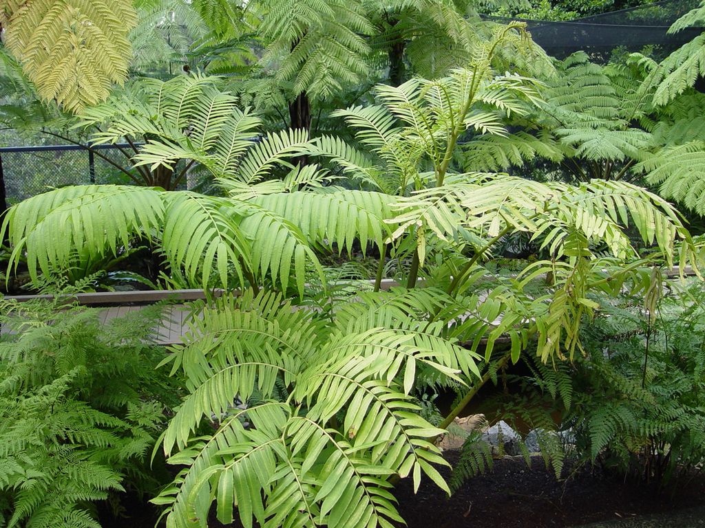 Brisbane Botanic Gardens, Queensland