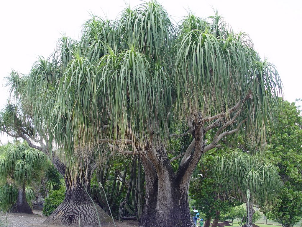 Brisbane Botanic Gardens, Queensland