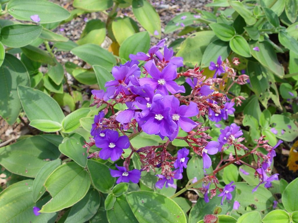 Brisbane Botanic Gardens, Queensland