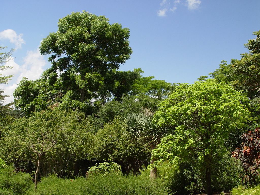 Brisbane Botanic Gardens, Queensland