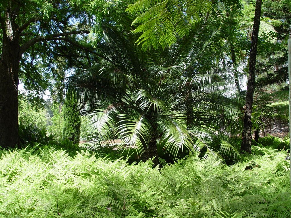 Brisbane Botanic Gardens, Queensland