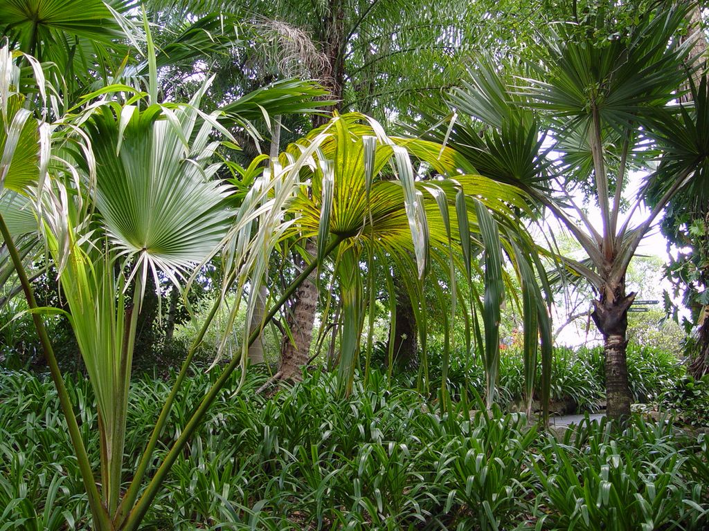 Brisbane Botanic Gardens, Queensland