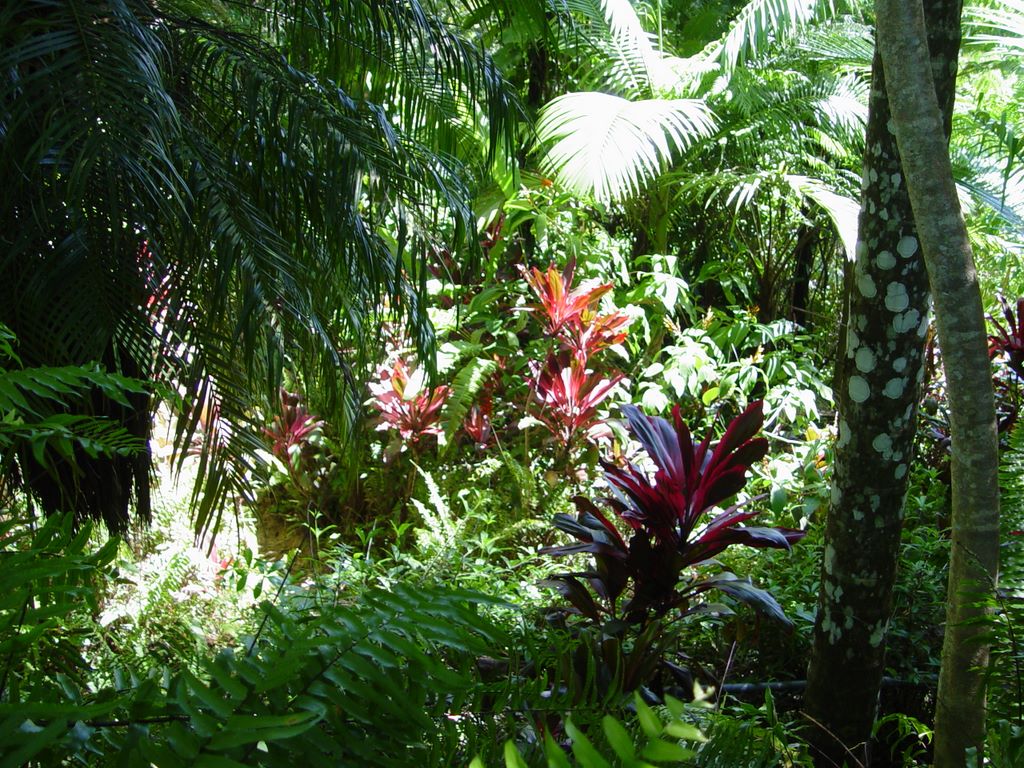 Kuranda, Queensland, Australia.