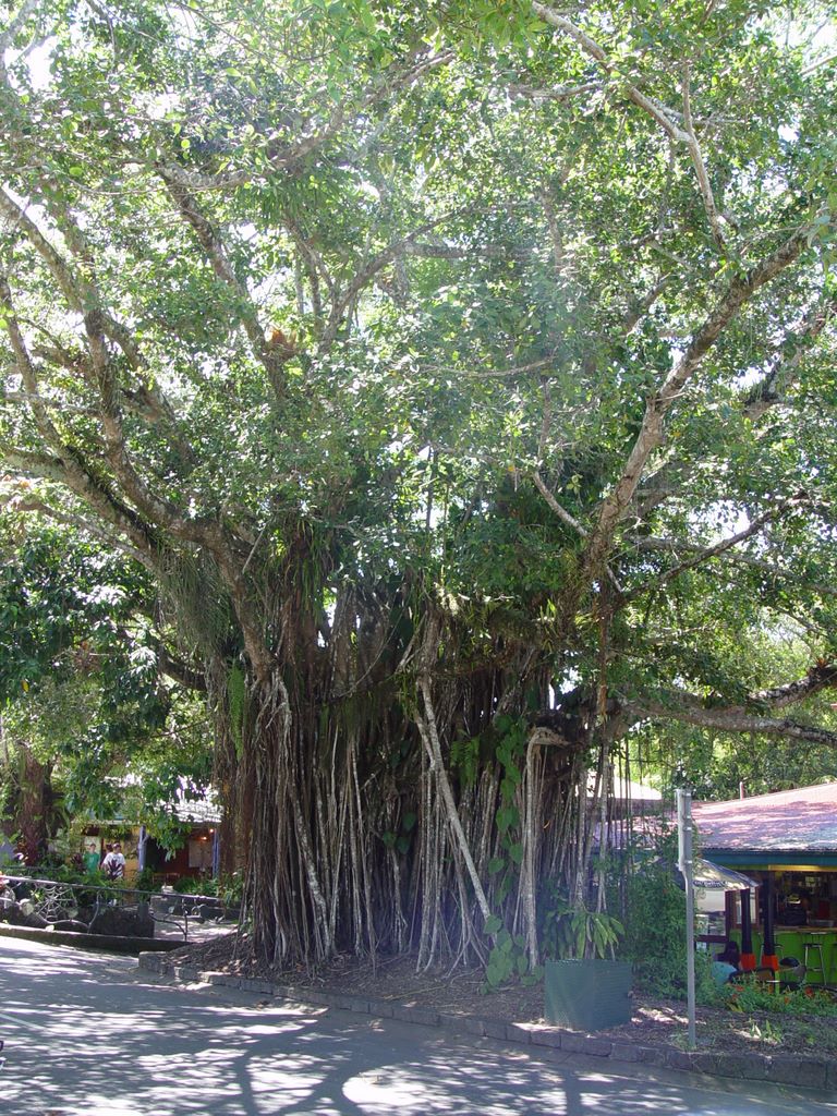 Kuranda, Queensland, Australia.