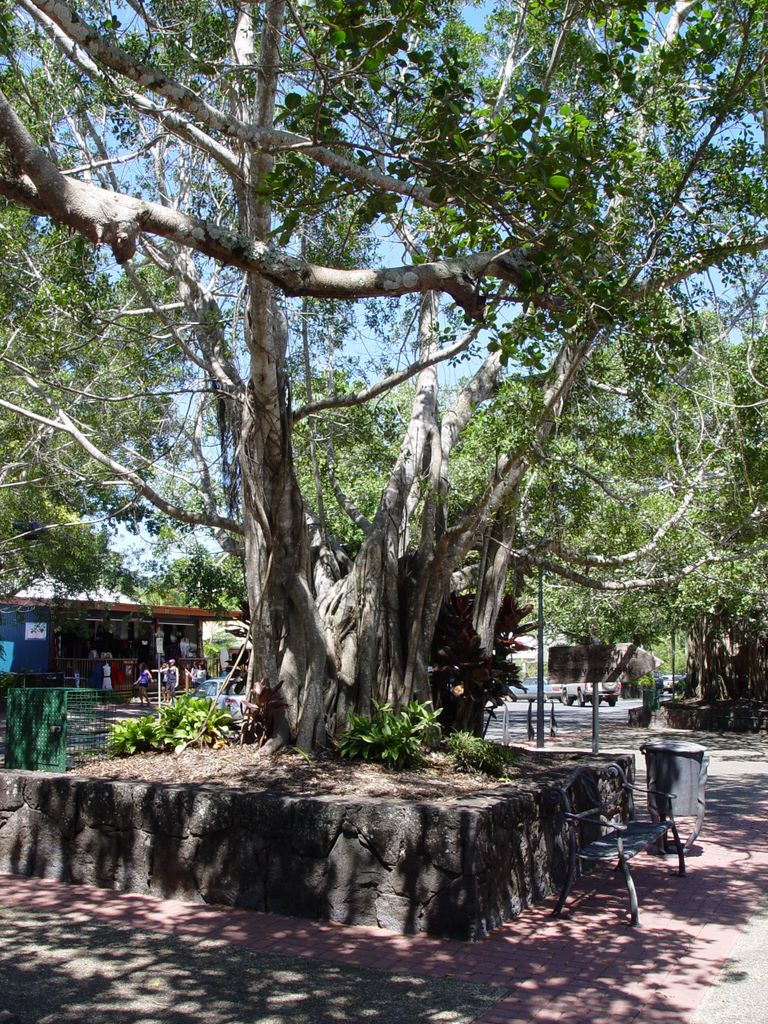 Kuranda, Queensland, Australia.