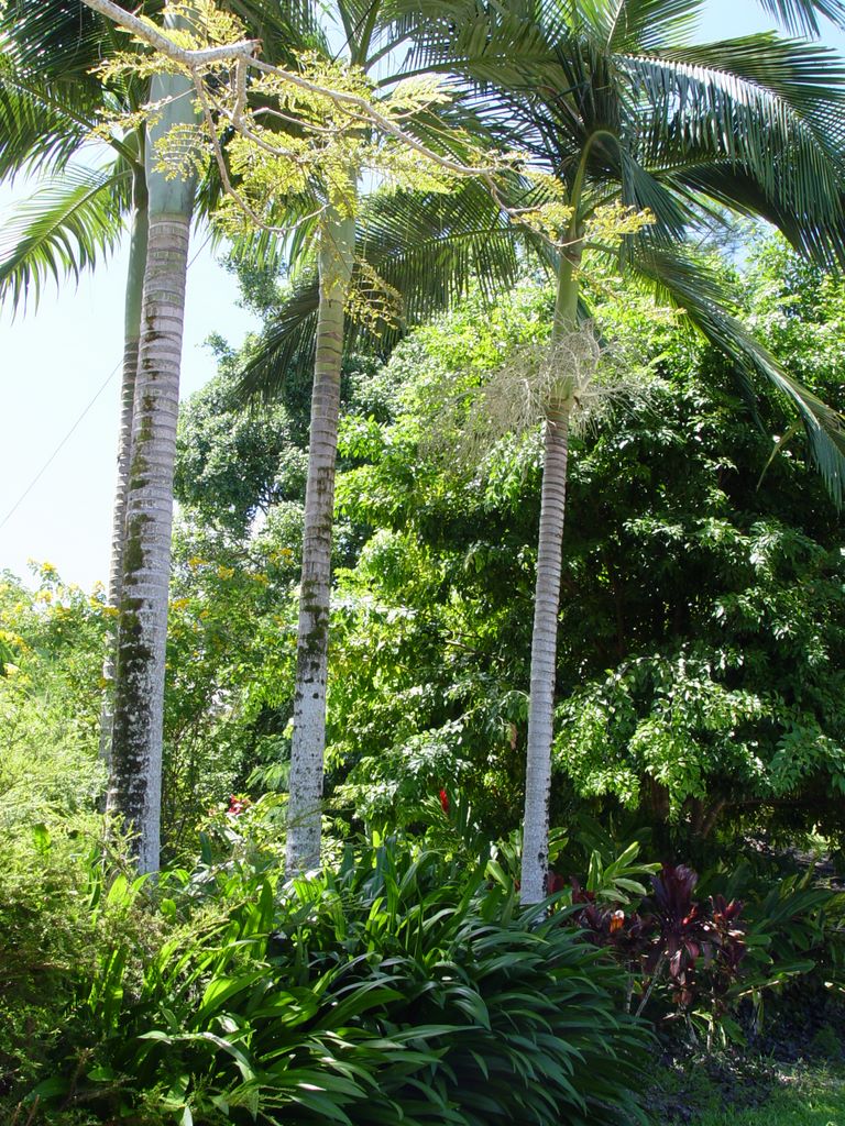 Kuranda, Queensland, Australia.