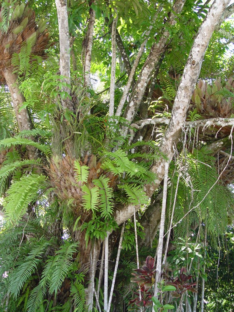 Kuranda, Queensland, Australia.