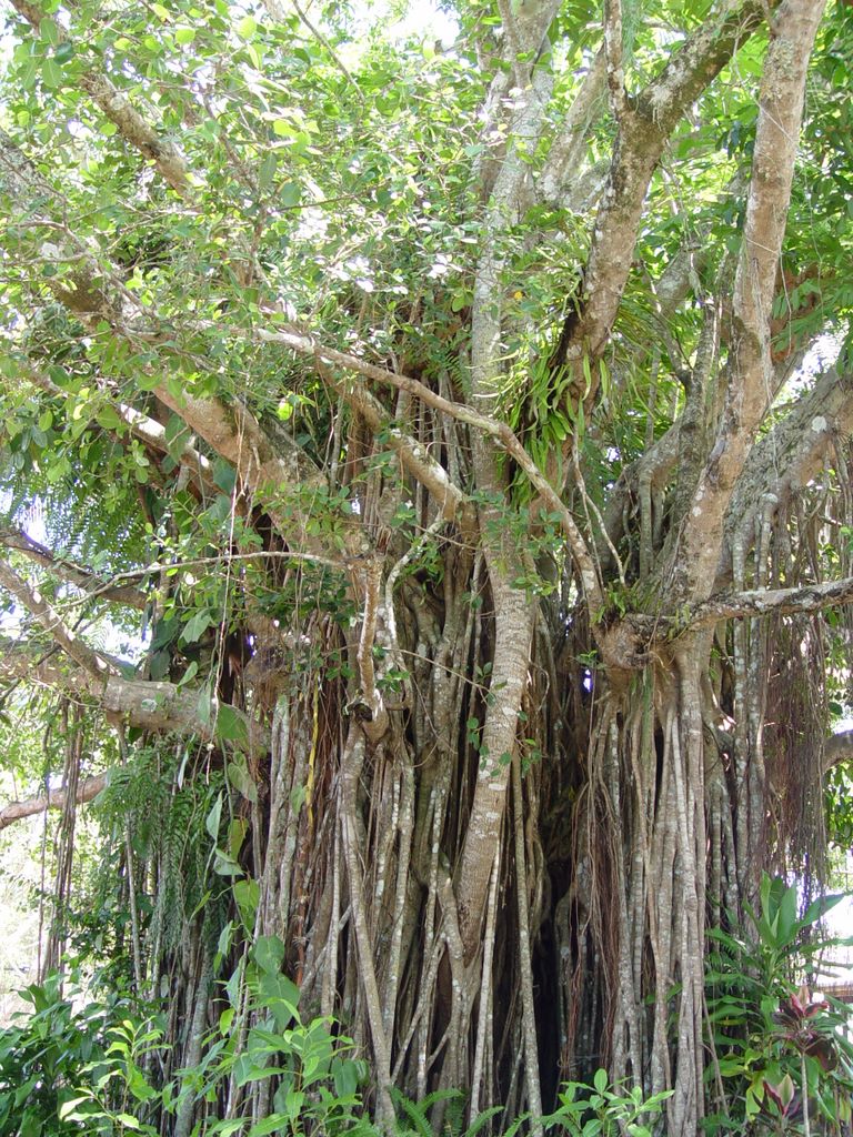 Kuranda, Queensland, Australia.