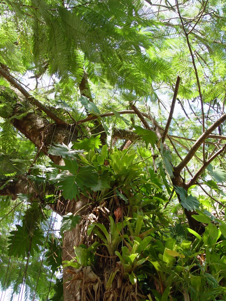 Kuranda, Queensland, Australia.