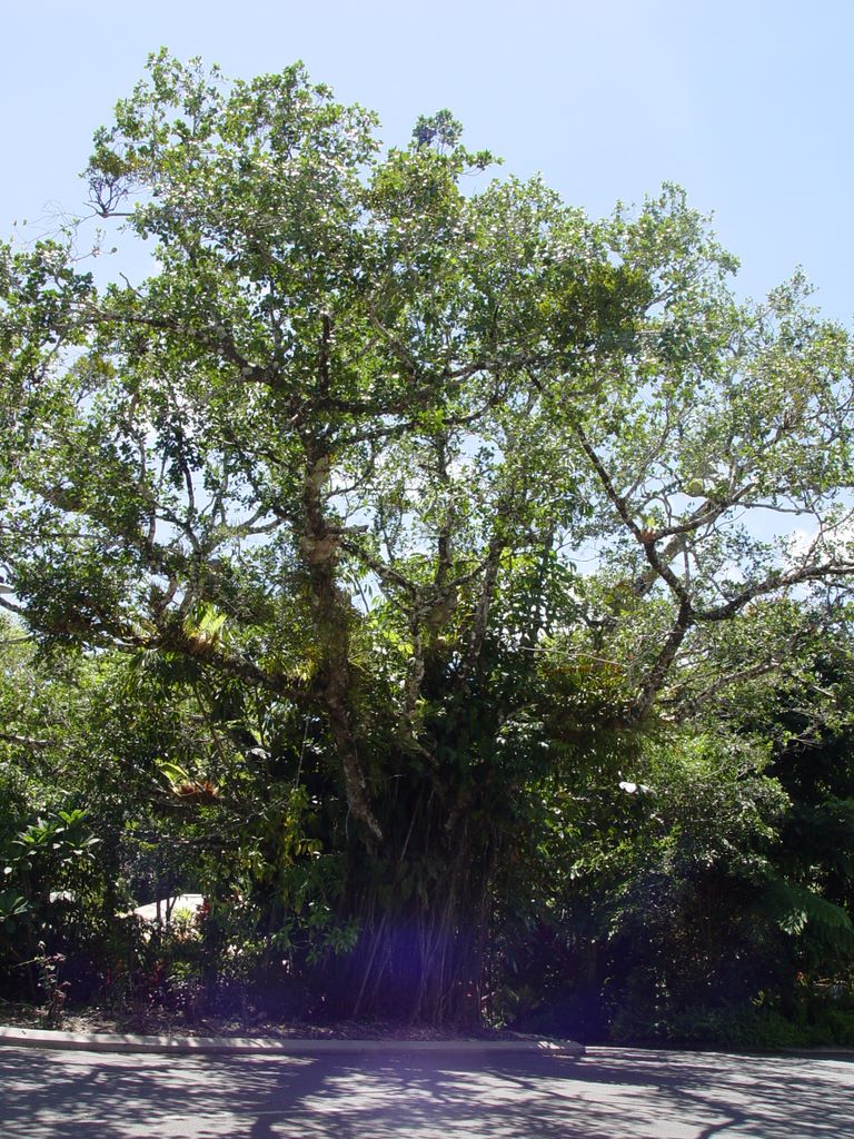 Kuranda, Queensland, Australia.