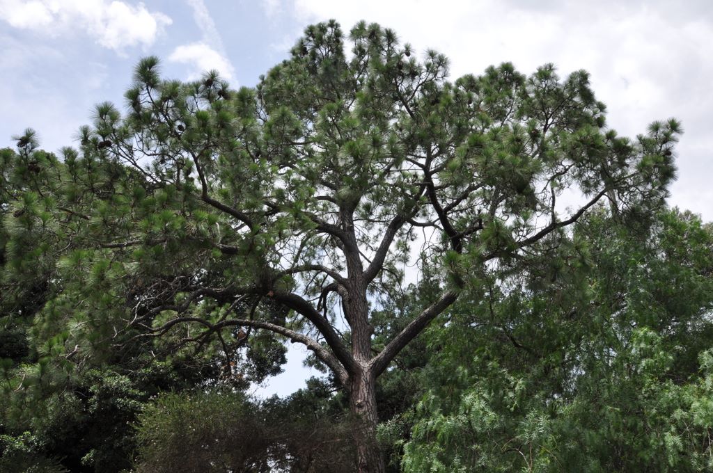 Botanic Gardens, Adelaide, South Australia