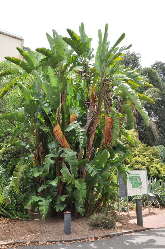 Botanic Gardens, Adelaide, South Australia