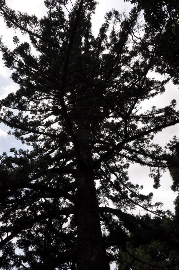 Botanic Gardens, Adelaide, South Australia