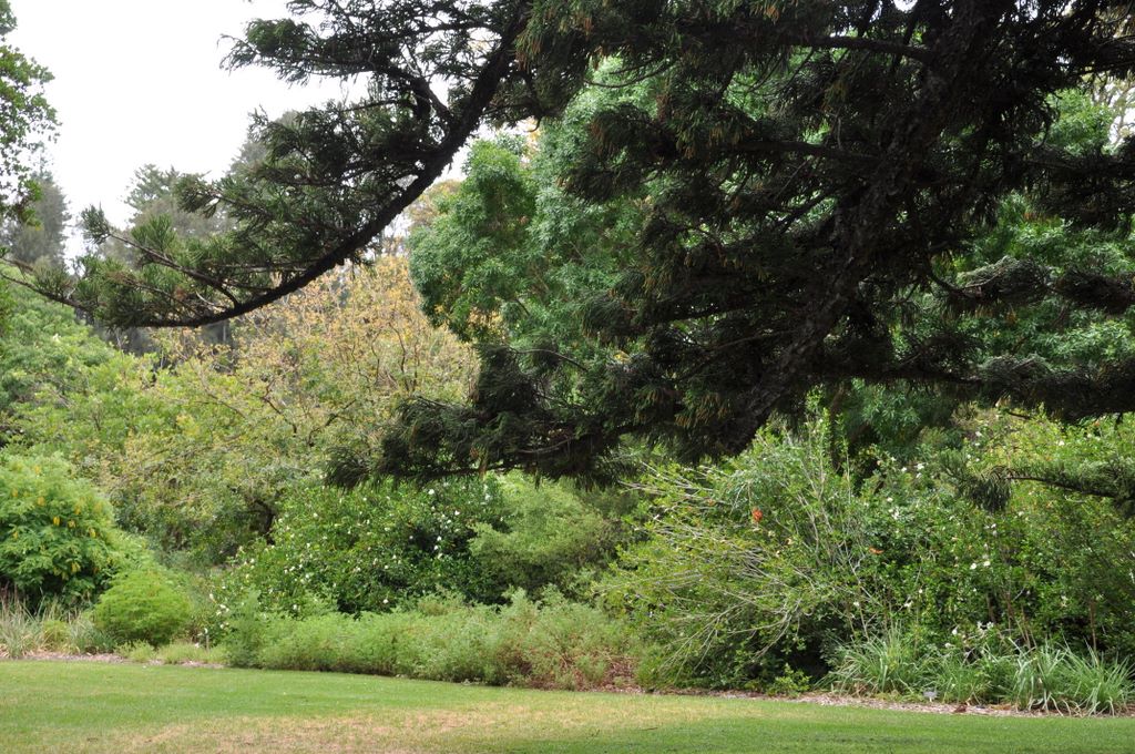 Botanic Gardens, Adelaide, South Australia