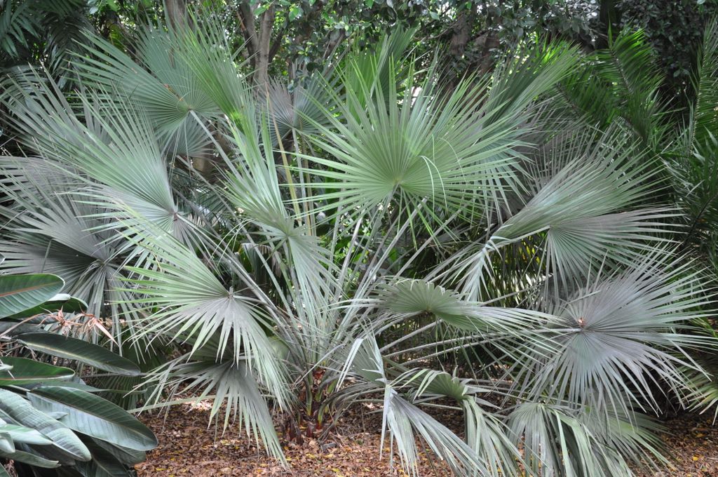 Botanic Gardens, Adelaide, South Australia
