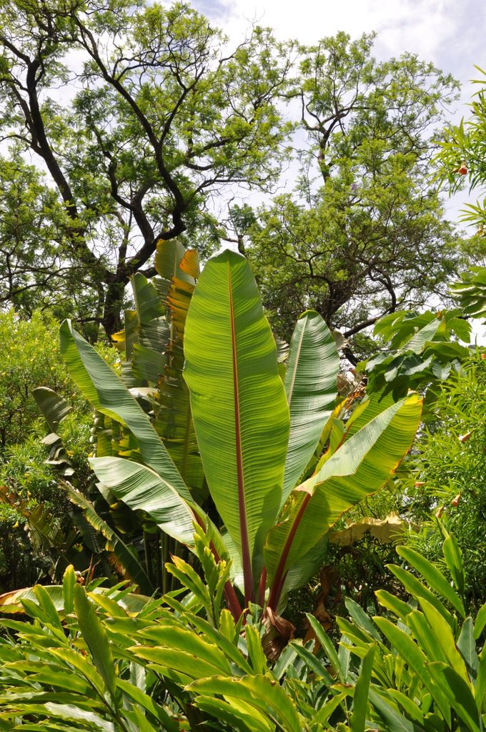 Botanic Gardens, Adelaide, South Australia