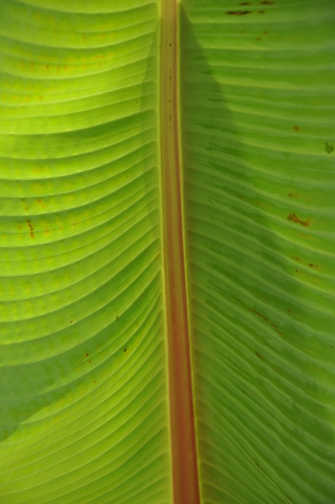 Botanic Gardens, Adelaide, South Australia