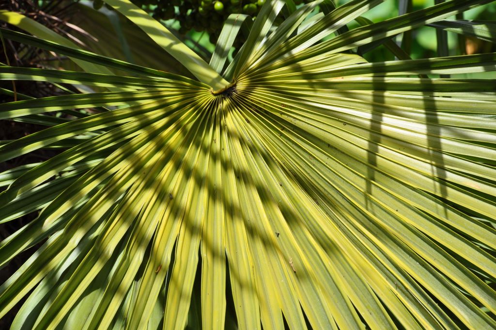 Botanic Gardens, Adelaide, South Australia