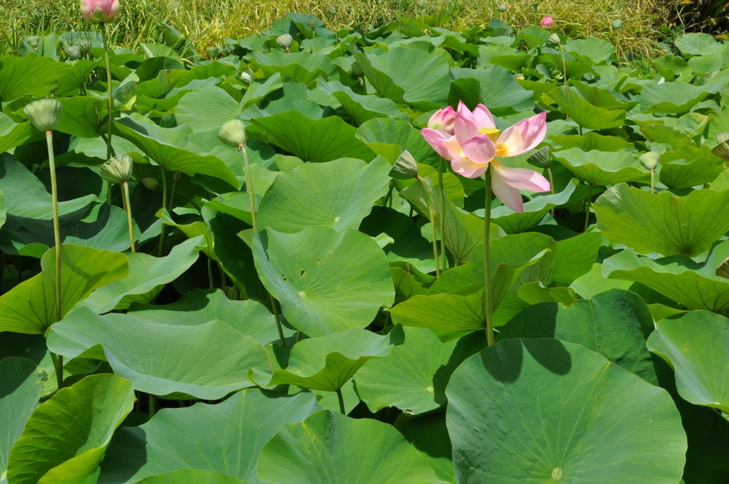 Botanic Gardens, Adelaide, South Australia