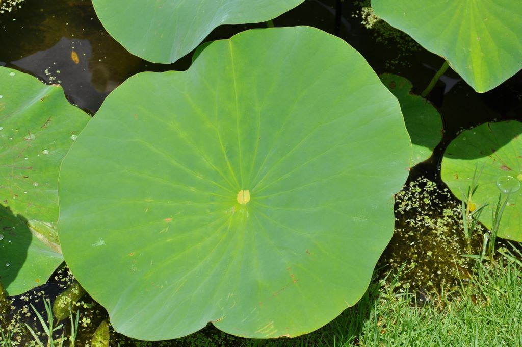 Botanic Gardens, Adelaide, South Australia