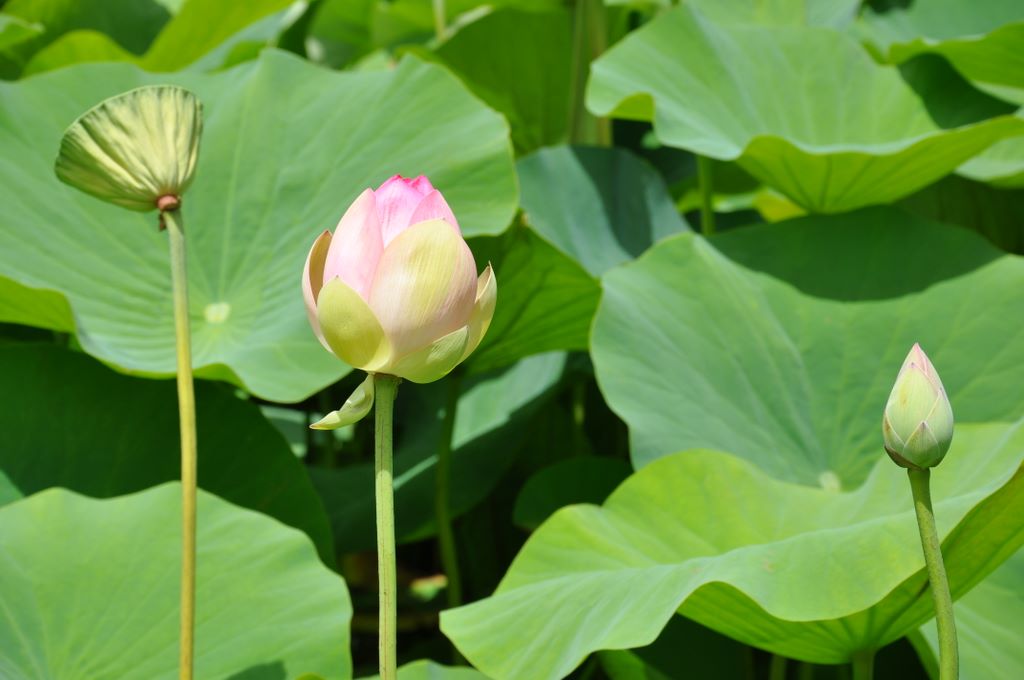Botanic Gardens, Adelaide, South Australia