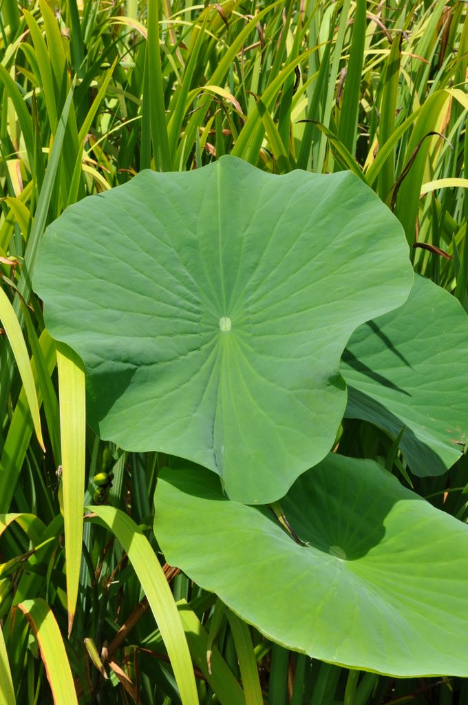 Botanic Gardens, Adelaide, South Australia