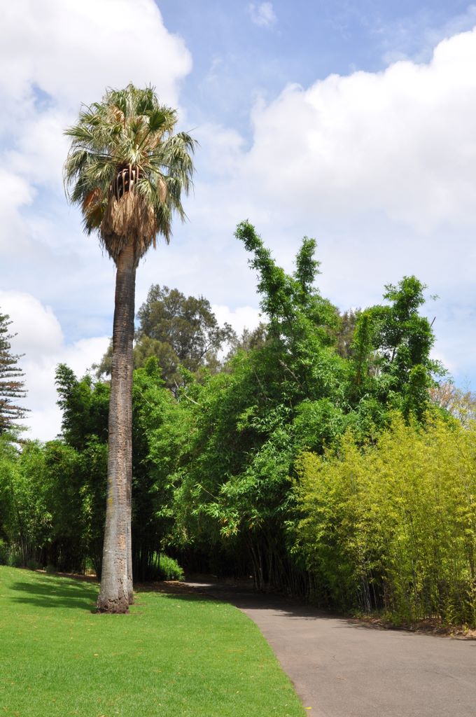 Botanic Gardens, Adelaide, South Australia