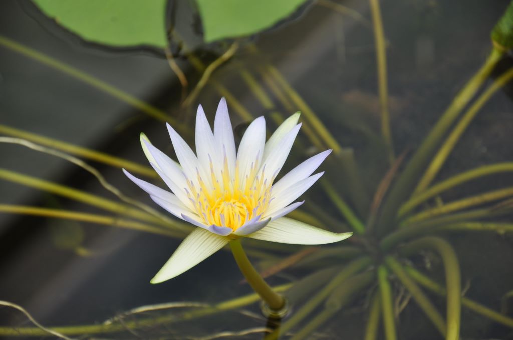 Botanic Gardens, Adelaide, South Australia
