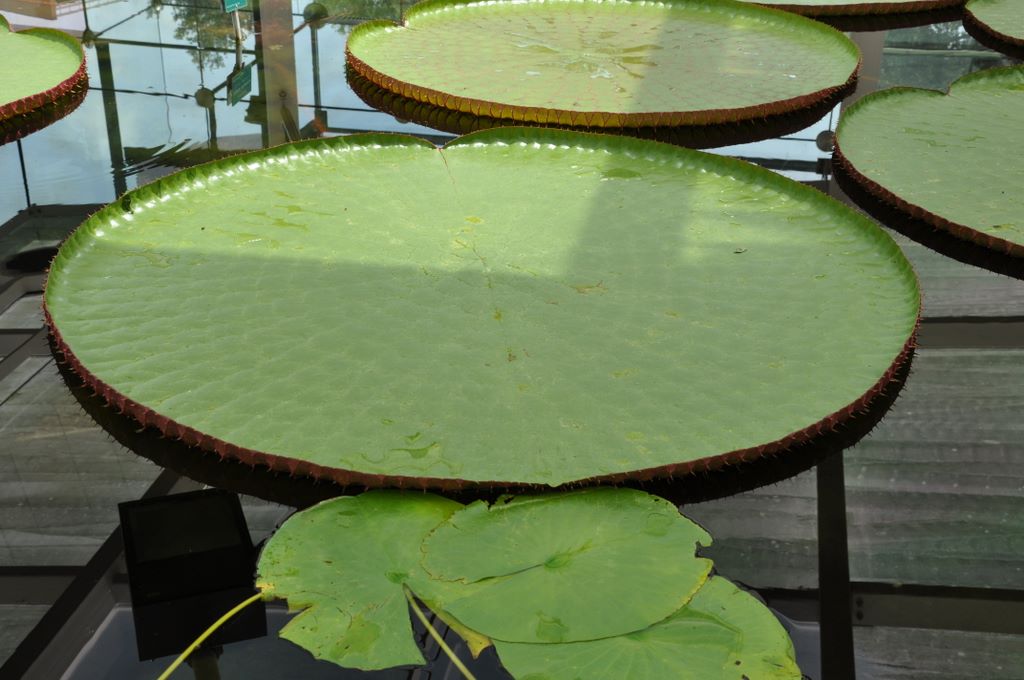 Botanic Gardens, Adelaide, South Australia