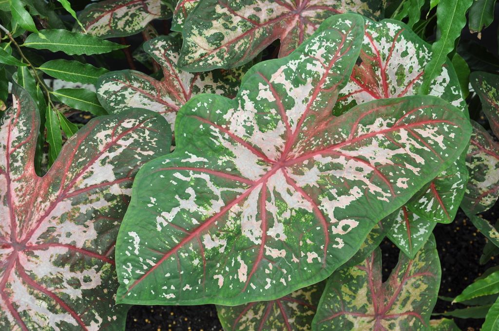 Botanic Gardens, Adelaide, South Australia