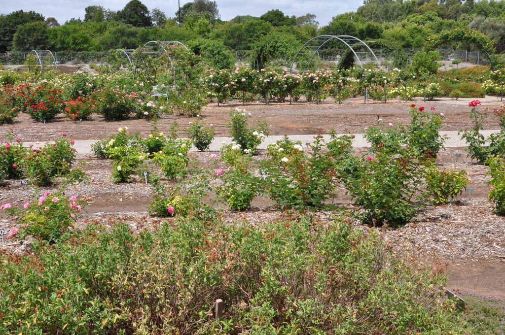 Botanic Gardens, Adelaide, South Australia