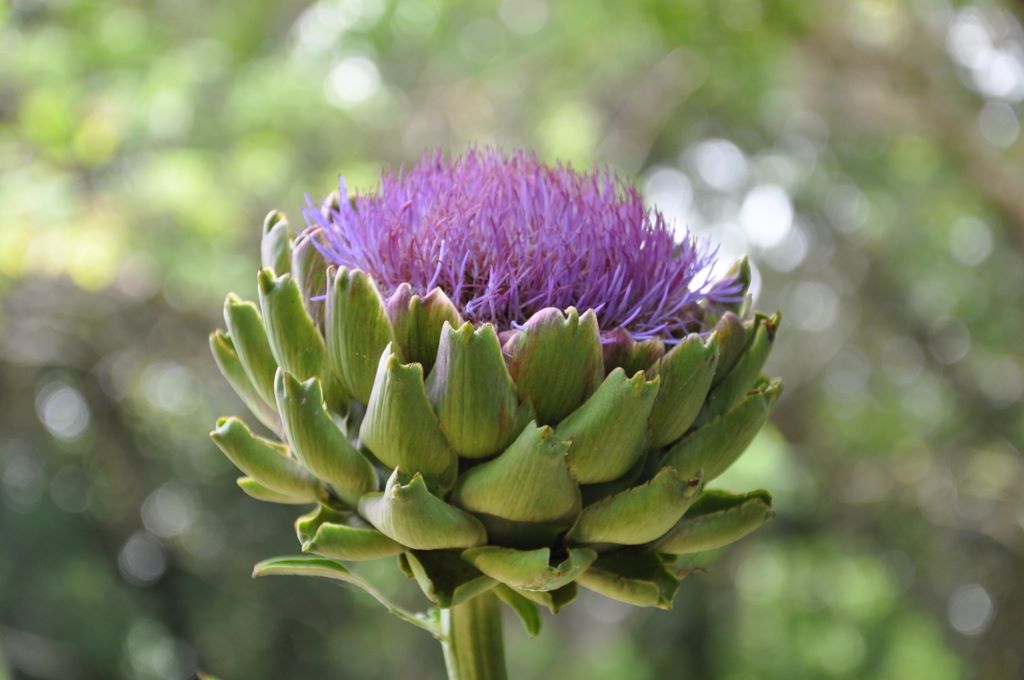 Botanic Gardens, Adelaide, South Australia
