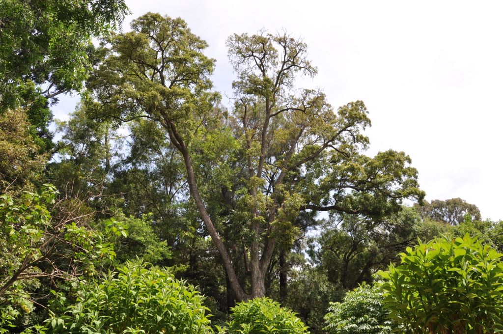 Botanic Gardens, Adelaide, South Australia