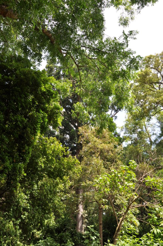 Botanic Gardens, Adelaide, South Australia