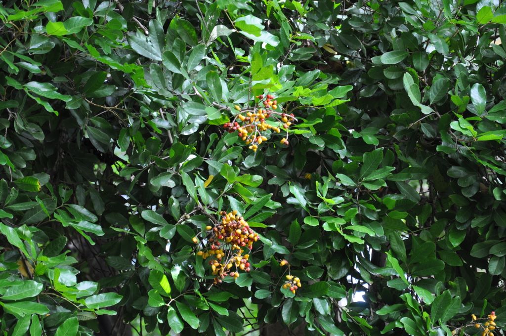 Botanic Gardens, Adelaide, South Australia