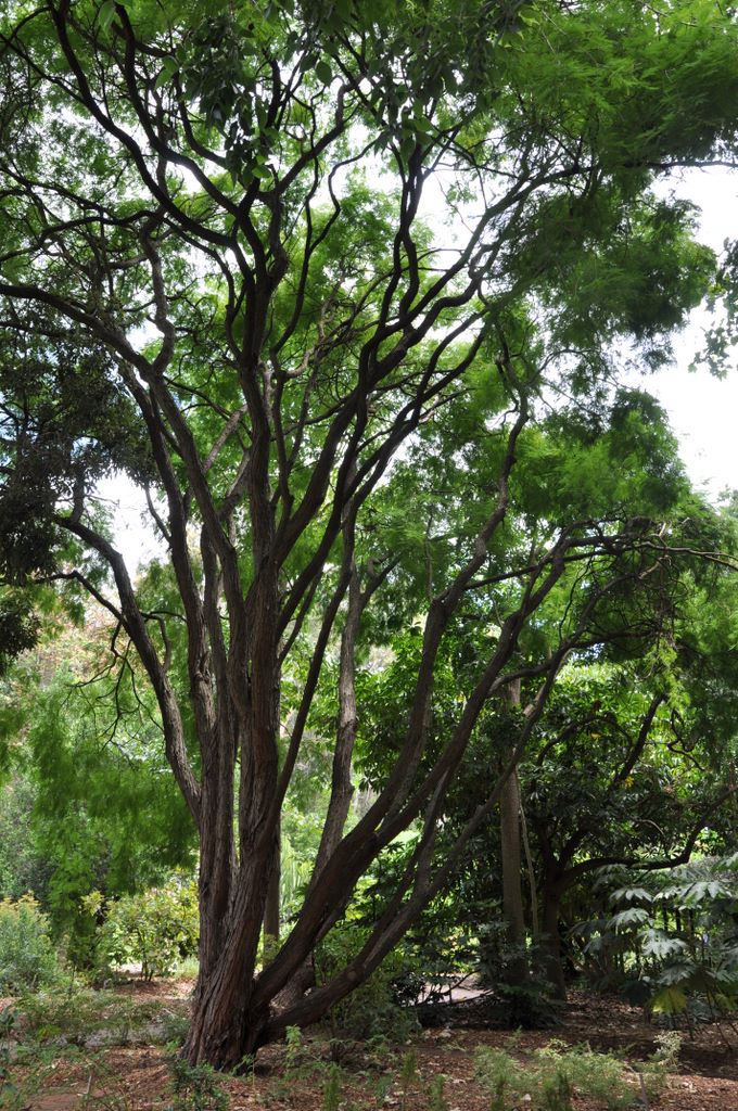 Botanic Gardens, Adelaide, South Australia