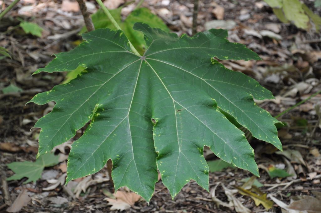 Botanic Gardens, Adelaide, South Australia