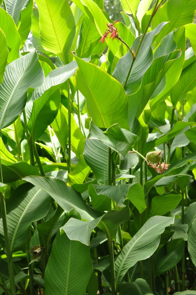 Botanic Gardens, Adelaide, South Australia