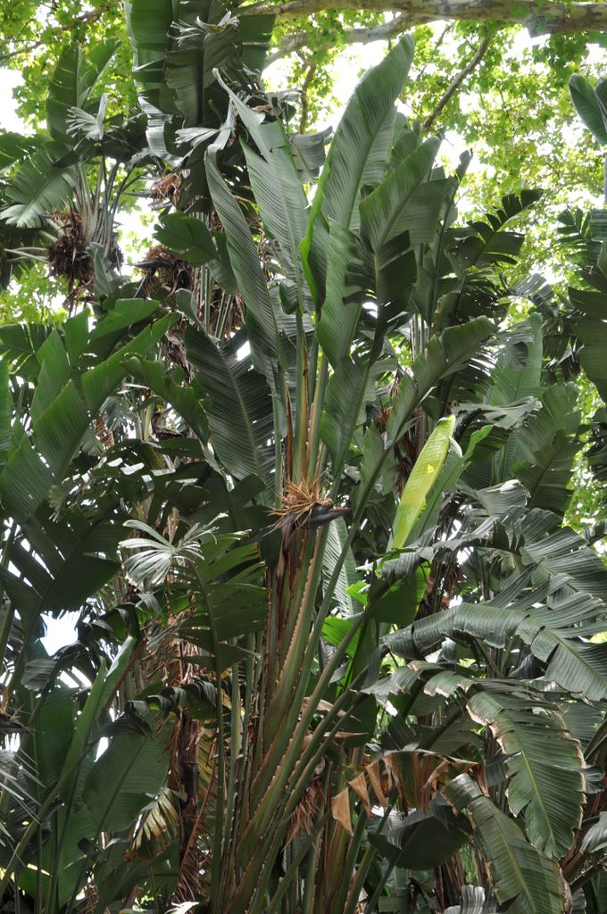 Botanic Gardens, Adelaide, South Australia