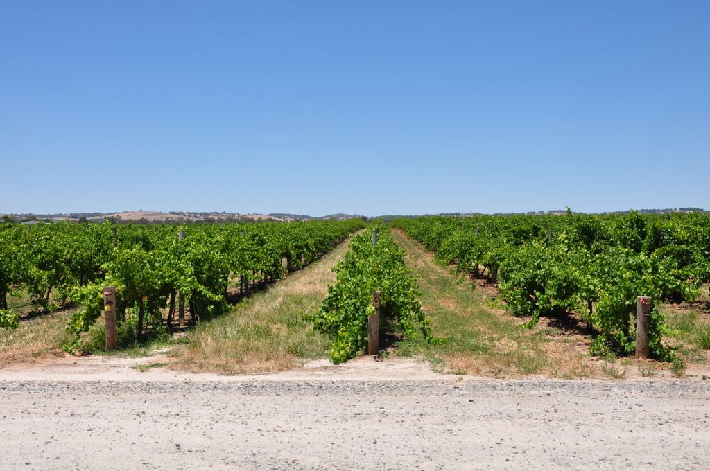 Kaesler Vineyards & Winery, Barossa Valley, South Australia, established in 1893.
