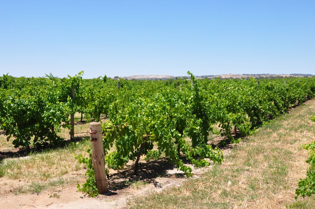 Kaesler Vineyards & Winery, Barossa Valley, South Australia, established in 1893.
