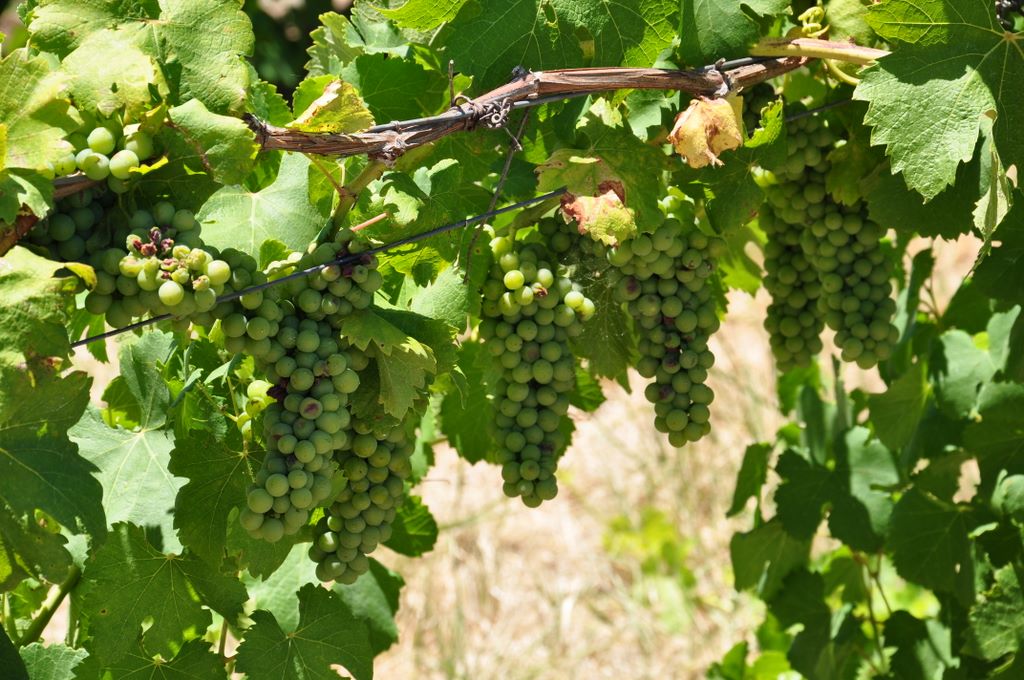 Kaesler Vineyards & Winery, Barossa Valley, South Australia, established in 1893.