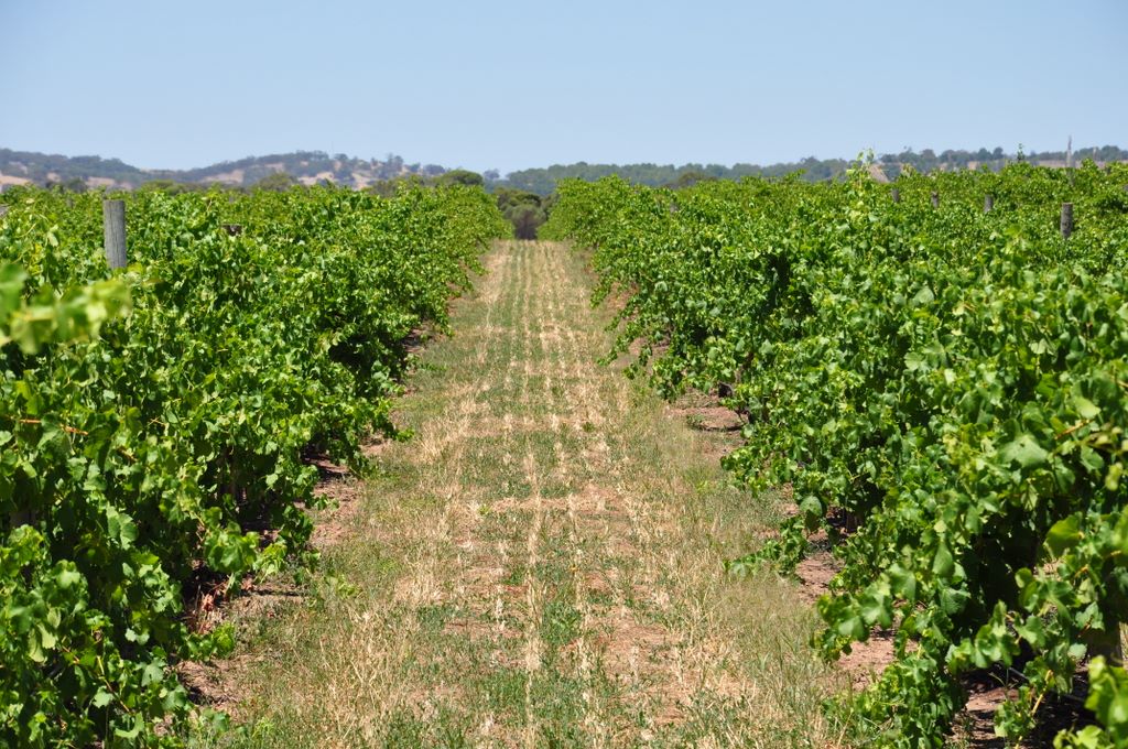 Kaesler Vineyards & Winery, Barossa Valley, South Australia, established in 1893.