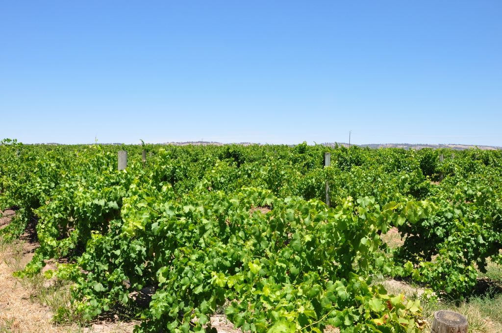 Kaesler Vineyards & Winery, Barossa Valley, South Australia, established in 1893.