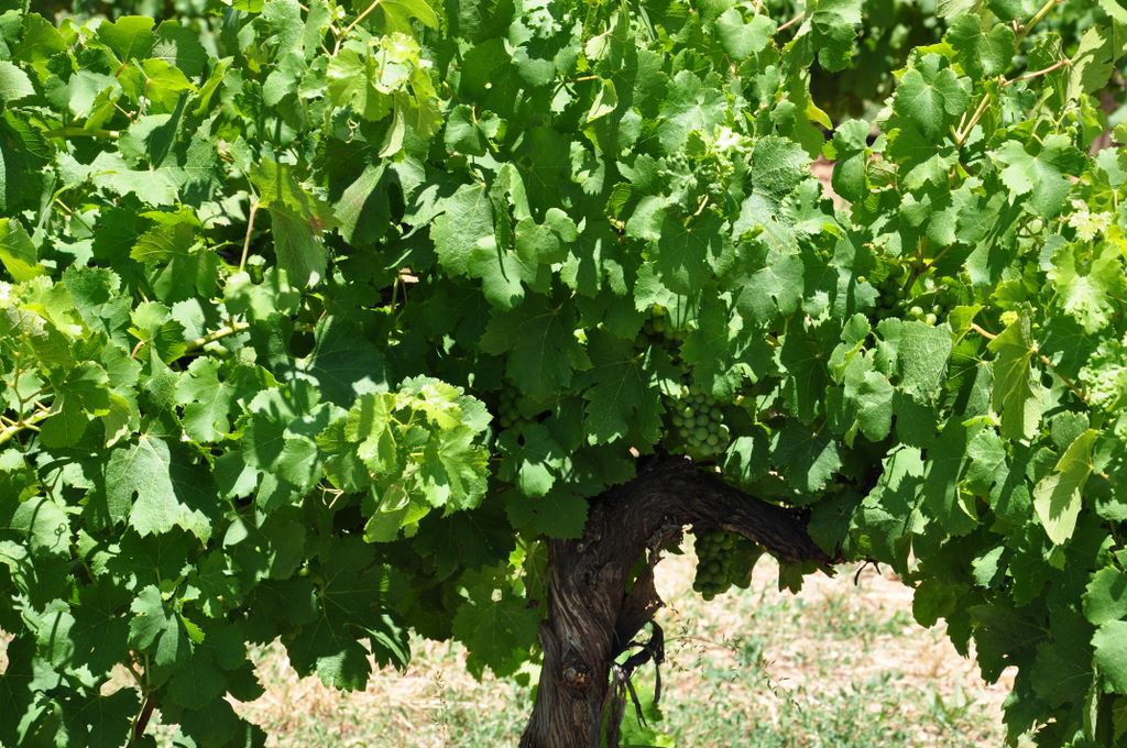 Kaesler Vineyards & Winery, Barossa Valley, South Australia, established in 1893.