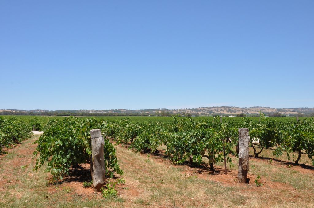 Kaesler Vineyards & Winery, Barossa Valley, South Australia, established in 1893.