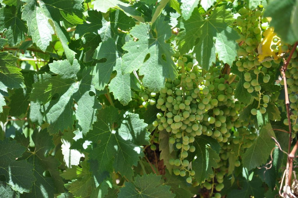 Kaesler Vineyards & Winery, Barossa Valley, South Australia, established in 1893.